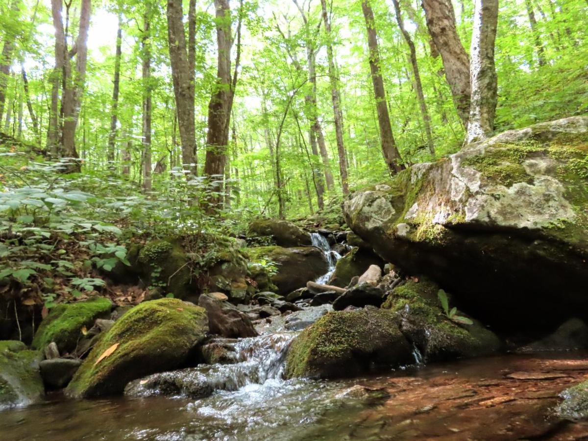 Treetops Cabin Easy To Asheville With Fast Wifi And Great View Swiss 외부 사진